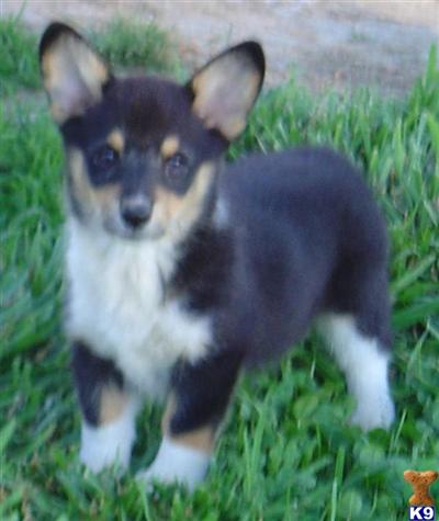 Puppies in TN
